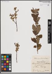 Foto von Salix aurita L. x Salix hastata L.